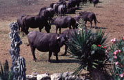 Buffaloes in a typical dairy